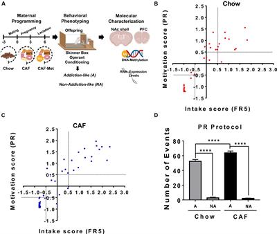 Fetal Programming by Methyl Donors Modulates Central Inflammation and Prevents Food Addiction-Like Behavior in Rats